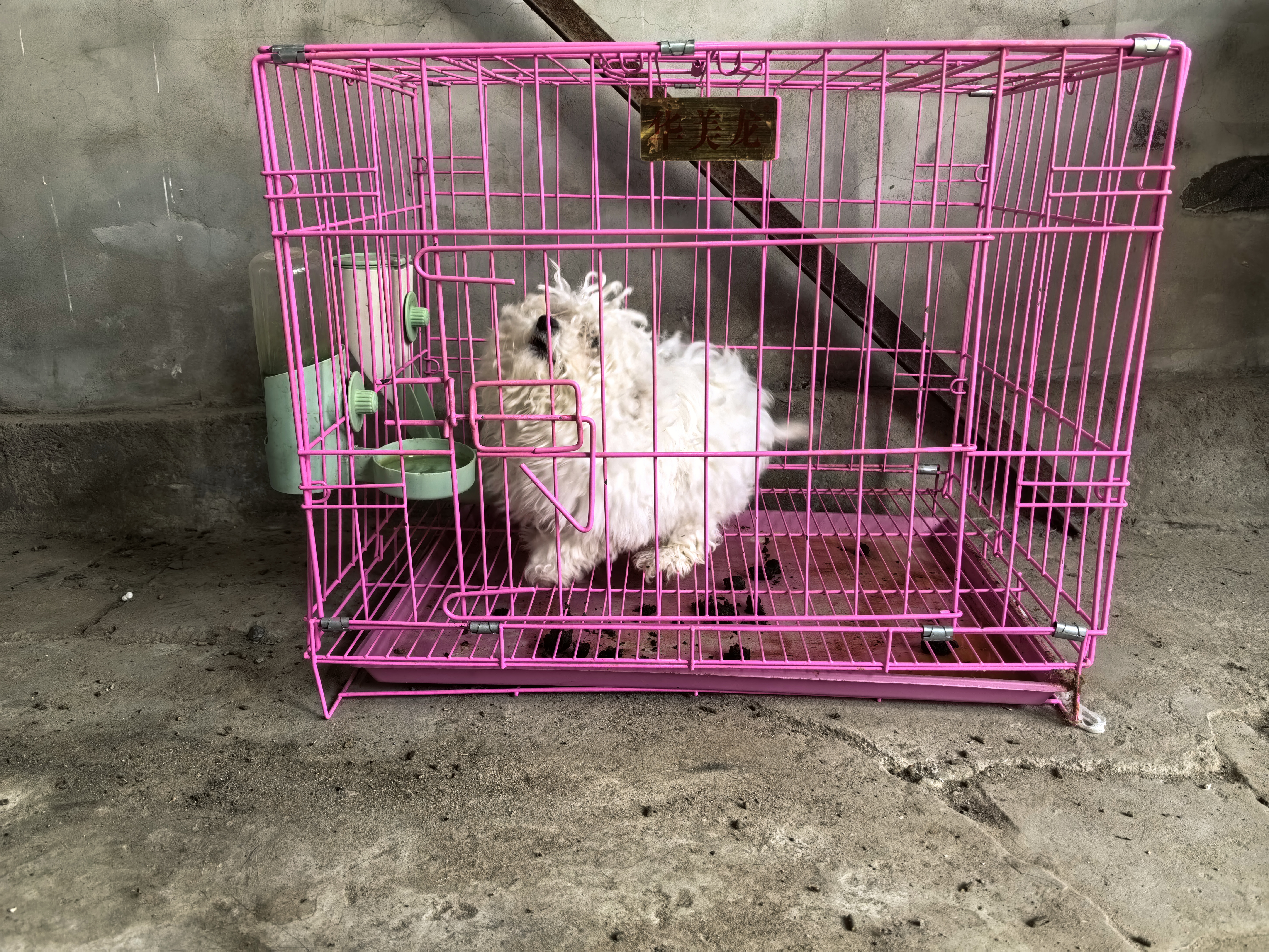 小体比熊